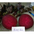 Red tropical vegetable  radish beetroot seeds